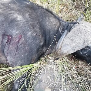 Buffalo Hunt South Africa