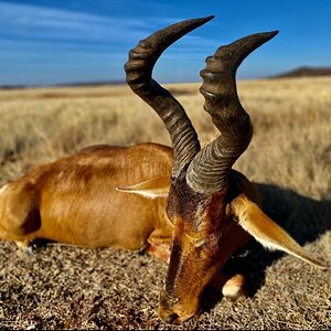 Red Hartebeest Hunt South Africa