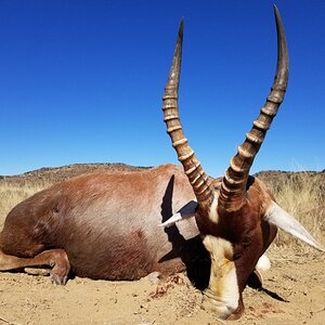 Blesbok Hunt South Africa