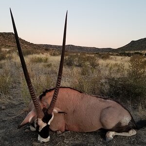 Gemsbok Hunt South Africa