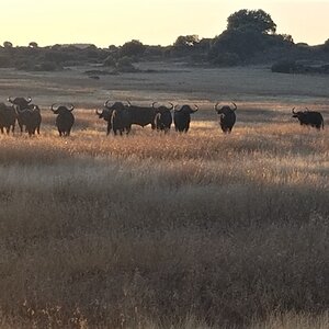 Buffalo South Africa