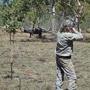 Wild Water Buffalo Australia