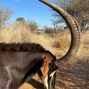 46 Inch Sable Hunt South Africa