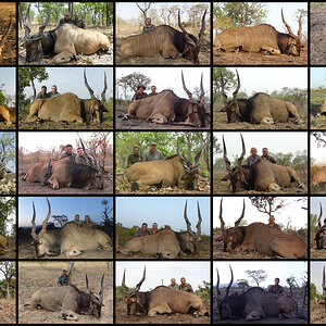 Hunting Lord Derby Eland in Cameroon