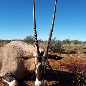 Gemsbok Hunt Kimberley Northern Cape South Afica