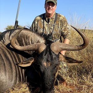 Blue Wildebeest Limpopo South Africa