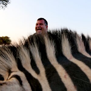 Zebra Hunt Limpopo South Africa