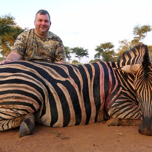 Zebra Hunt Limpopo South Africa