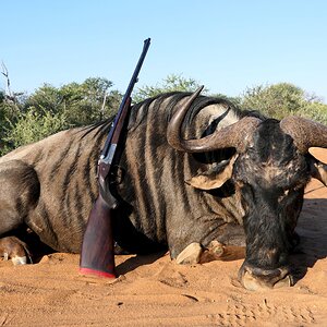 Blue Wildebeest Hunt Limpopo South Africa