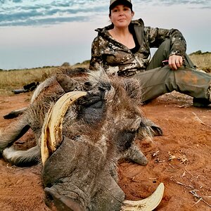 Warthog Hunt Limpopo South Africa