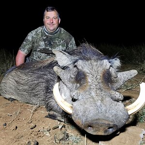 Warthog Hunt Limpopo South Africa