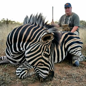 Zebra Hunt Limpopo South Africa