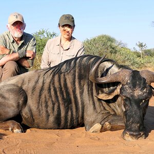 Blue Wildebeest Hunt Limpopo South Africa