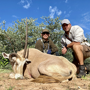 Abnormal Golden Gemsbok Hunt Namibia