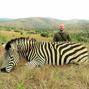 Zebra Hunting South Africa