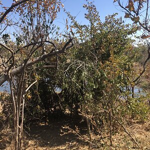 Animal Watching Hide Zimbabwe