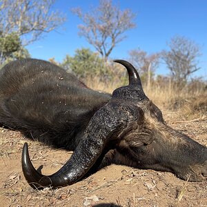 Buffalo Cow Hunt South Africa