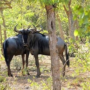 Blue Wildebeest South Africa