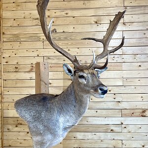 Fallow Deer Shoulder Mount Taxidermy