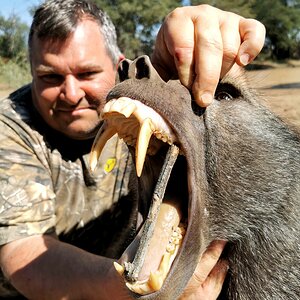 Baboon Teeth