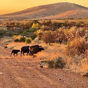 Buffalo Free State South Africa