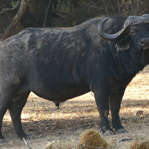 Buffalo Free State South Africa