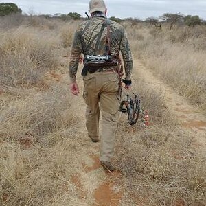 Tracking Buffalo Cow For Bow Hunt Limpopo