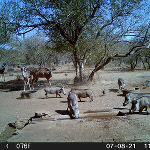 Kudu & Warthog Trail Cam