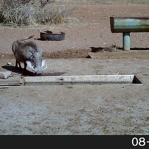 Warthog Trail Cam