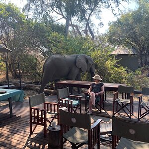 Elelpahnt At Tented Lodge Zimbabwe