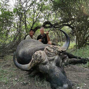 Buffalo Hunting South Africa