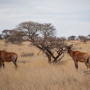 Tsessebe Northen Cape South Africa