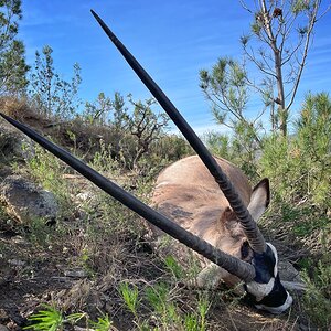 Gemsbok Hunting Eastern Cape Somerset East South Africa