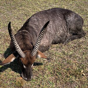 Crawshay Defassa Waterbuck Hunting Zambia