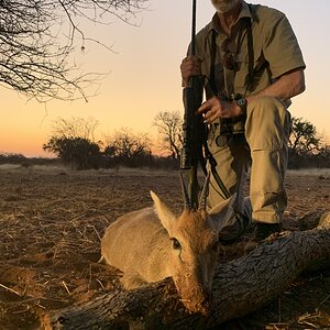 Gray Duiker