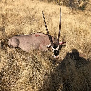 Gemsbok Hunting Namibia