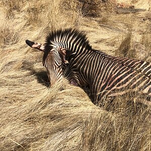 Zebra Hunting Namibia