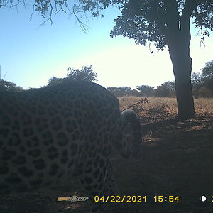 Leopard Trail Cam