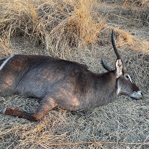 Waterbuck Hunting Limpopo South Africa