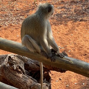 Monkey Limpopo South Africa