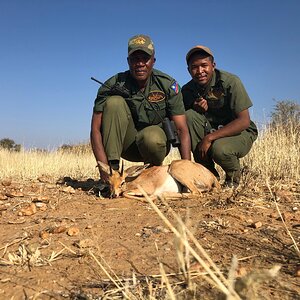 Steenbok Hunting Namibia