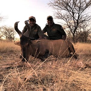 Red Hartebeest Hunt Namibia