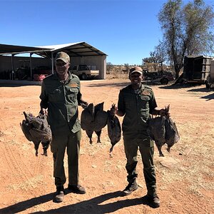 Guineafowl Hunt Namibia