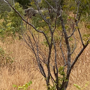 Elephants Zimbabwe