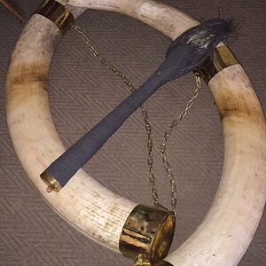 Elephant Tusk & Tail Taxidermy