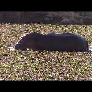 Hippo Swimming In River Zimbabwe