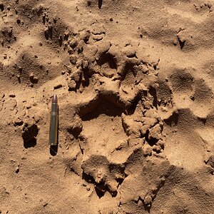 Lion track