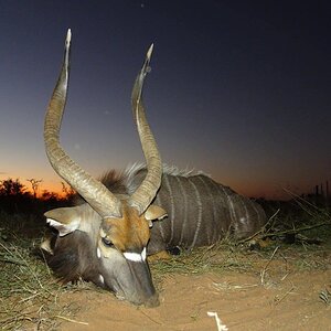 Nyala Hunting Namibia