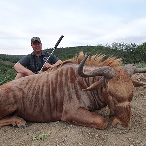 Golden Wildebeest Hunting South Africa