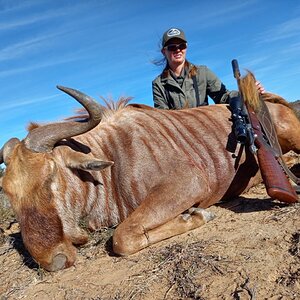 Golden Wildebeest Hunting South Africa